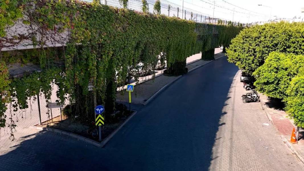 Adana’da Betonun İçinde Yeşil Mucize! Metro Geçidi Sarmaşıklara Büründü 2